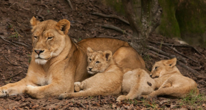 Lionne et ses lionceaux