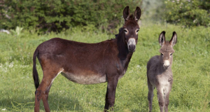 Ânesse et son ânon