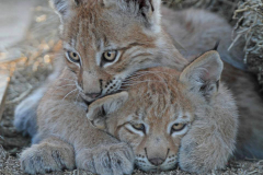 Bébés lions