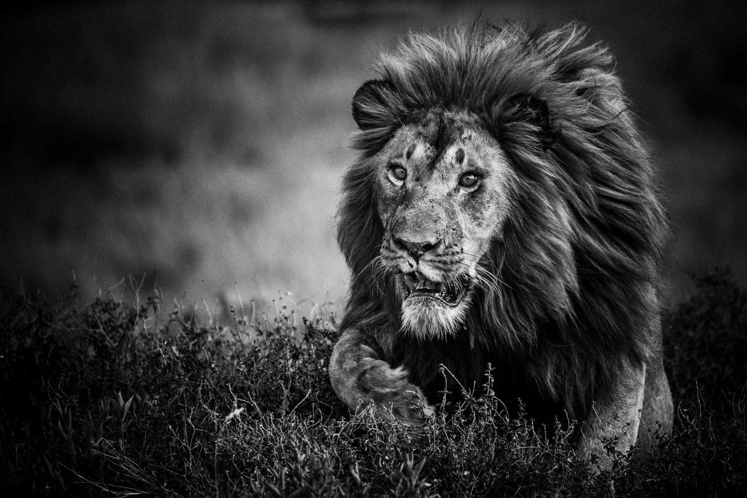 Le lion - Photo de Laurent Baheux